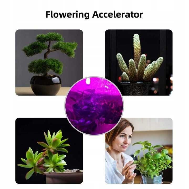 Żarówka LED filament E27 8W roślinna wzrostu grow