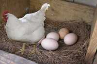 Реалізація інкубаційних яєць курей НЕСУЧОК