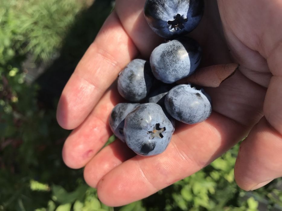 Promocja!!! Sadzonki borówki wysokiej odmiana Bluegold (CAC)