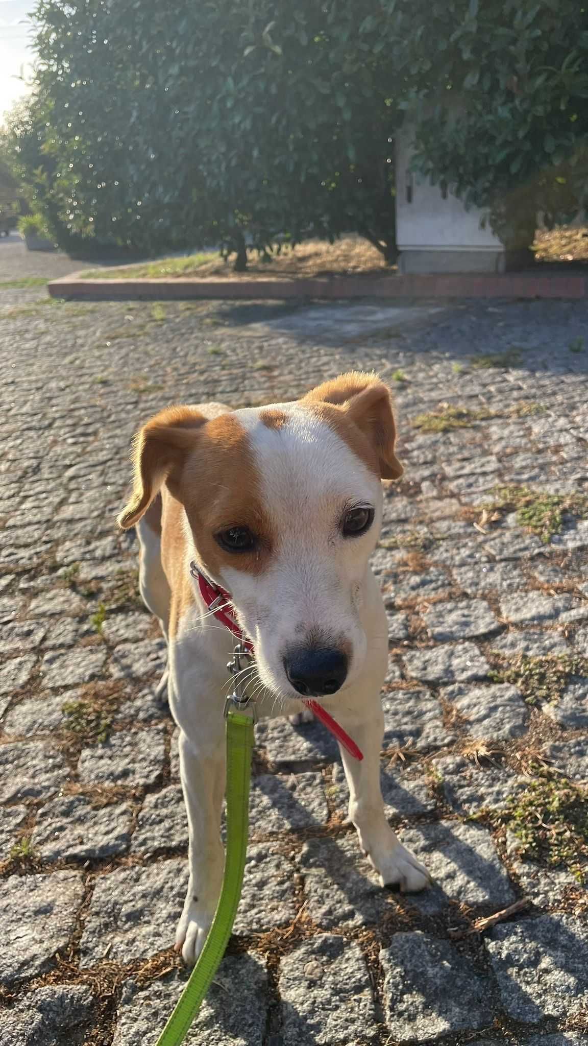 Cão macho de porte pequeno para adoção responsável