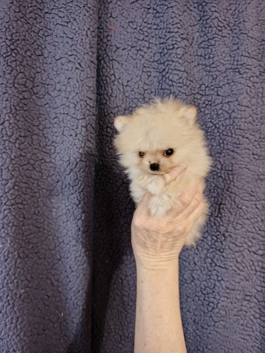 Київський Гномік.Документи прививки,Чіп.