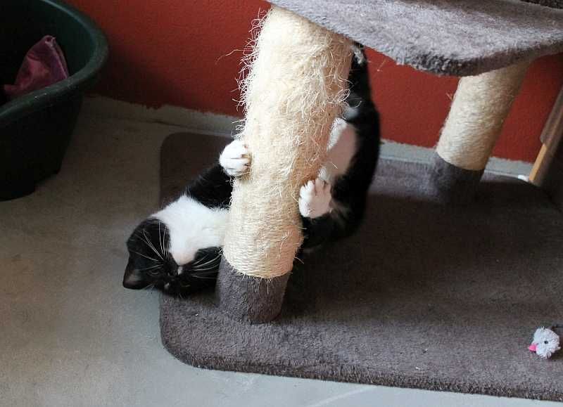 Jasiek,ok 8 letni kocurek czeka na adopcję,tylko na dokocenie.