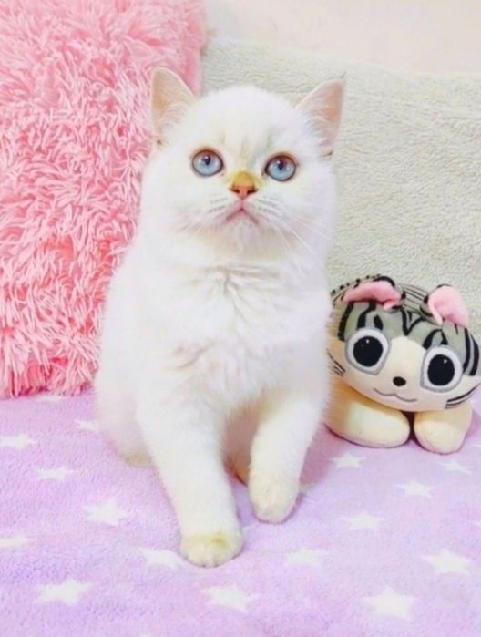 Золоті і срібні шиншили Чарівні шотландські кошенятка