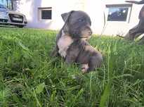 Amstaff Staffordshire Terrier piesek błękitny