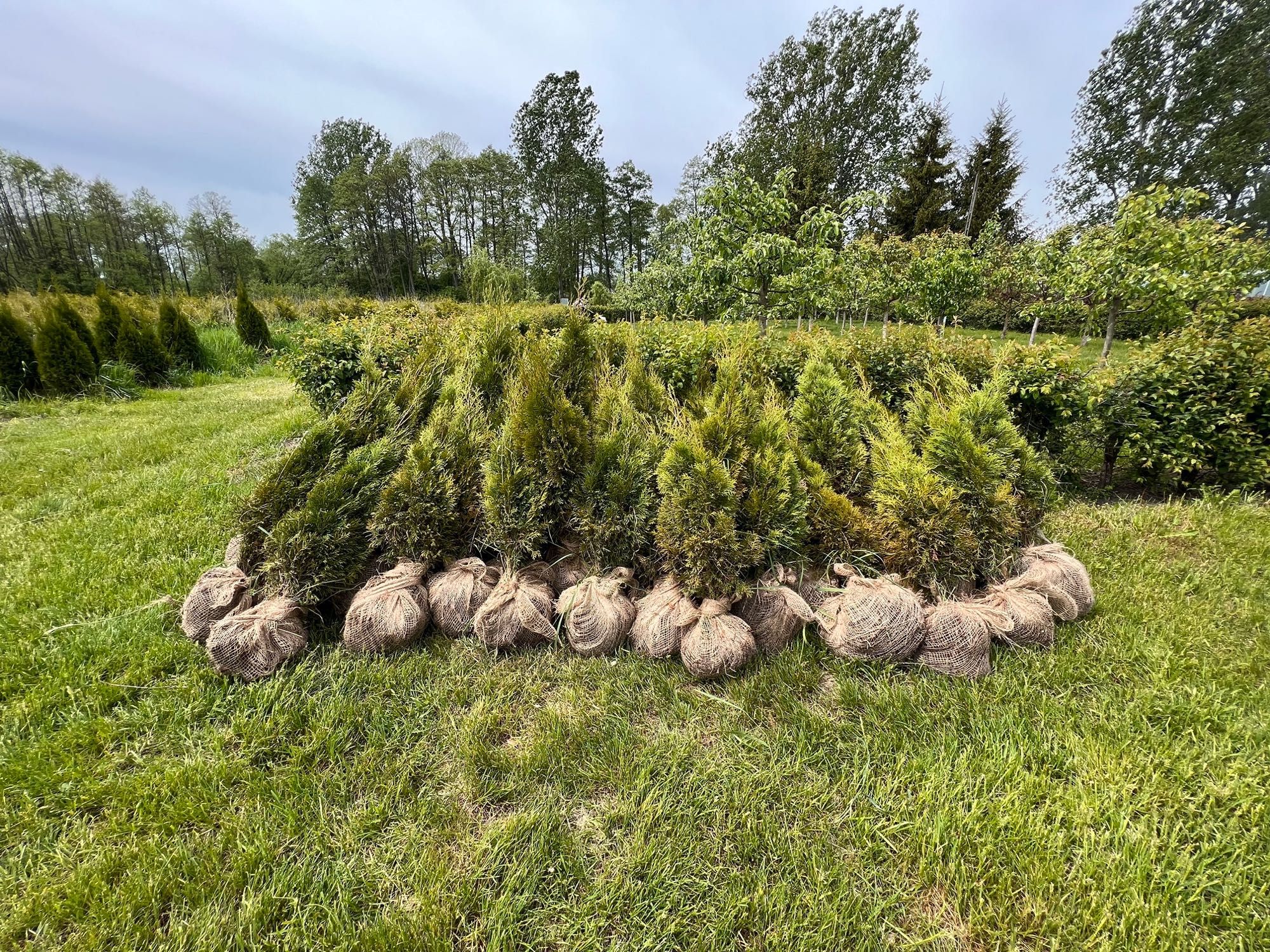 Tuja szmaragd 1,80m - szkółka