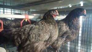 ЯИЧНО-МЯСНЫЕ породы курей для инкубации