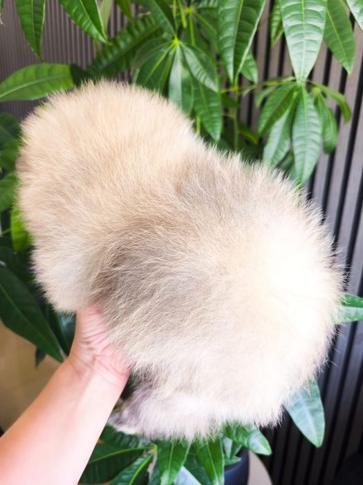 spitz alemão anão com LOP