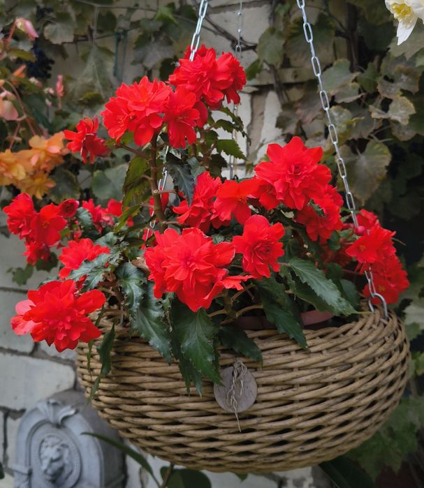 Бегонія бульбова нонстоп, беллеконія Шардоне