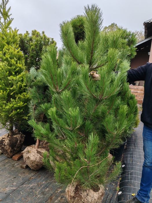Продам кримську сосну