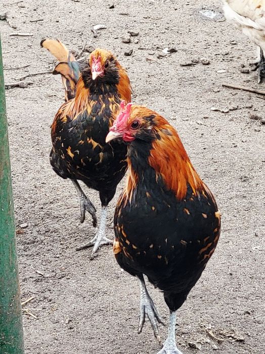 Kury czubatki KOGUTY sprzedam.