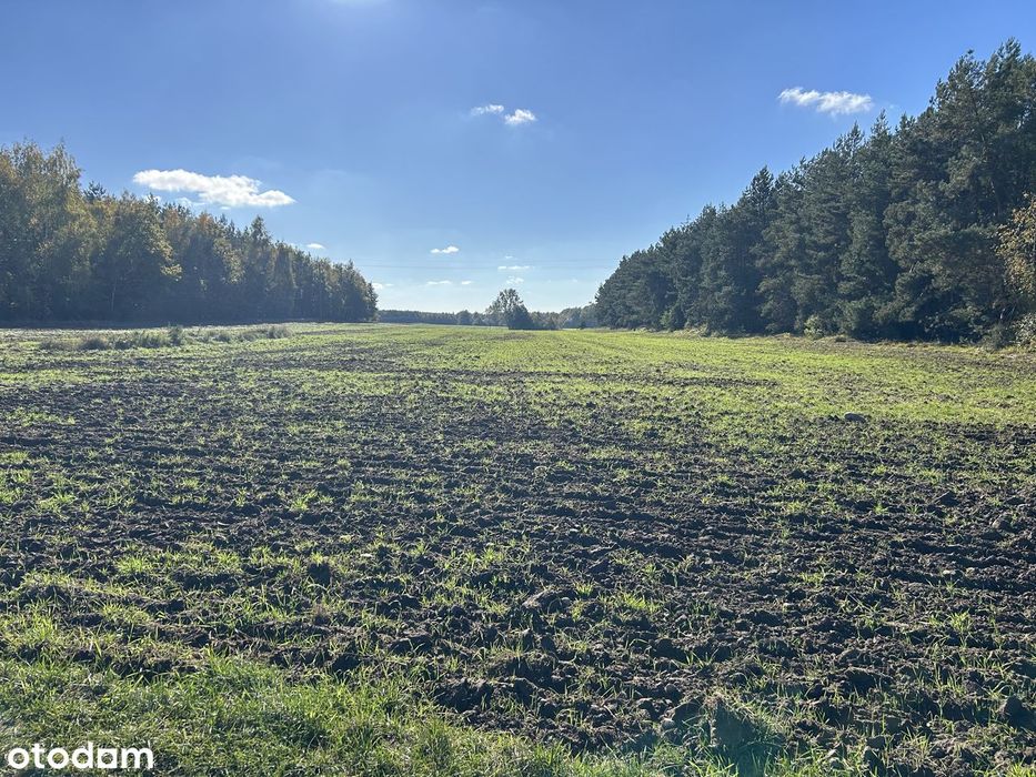 Sprzedam działki o pow. 6,97ha gmina Wieczfnia K. z MPZP i  DŚ na 5 MW
