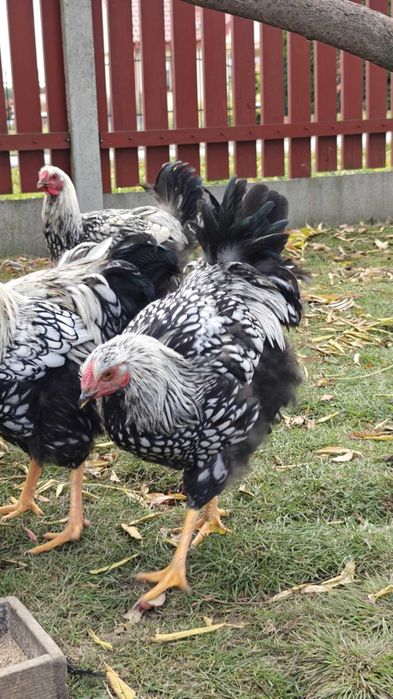 Wyandotte Srebrnołuskowana kogut