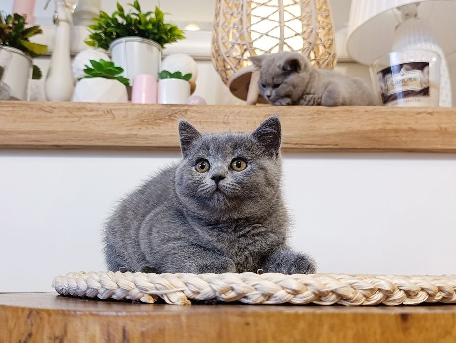 Kotka brytyjska kot brytyjski