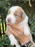 Border Collie suczka lilak sable