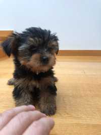 Yorkshire terrier miniatura