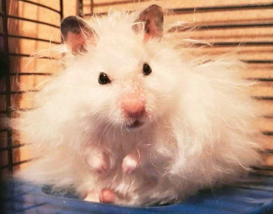 Роскошные королевские ангорские хомячки, белоснежного окраса, хомяки