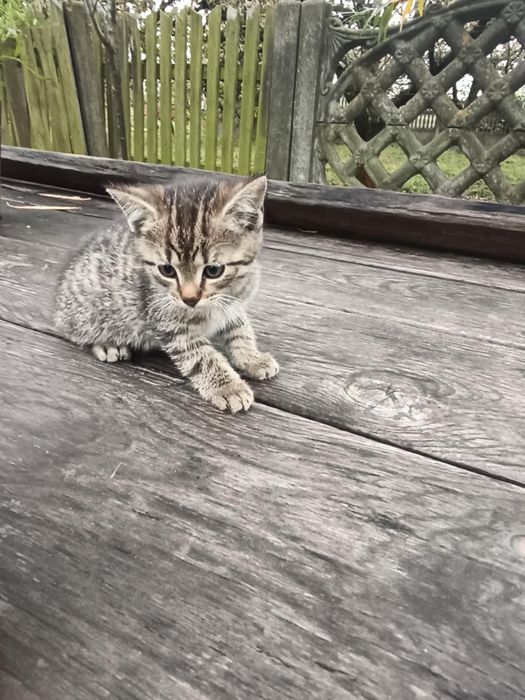 Kotek do oddania za darmo