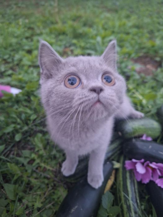 Kocurek brytyjski - ojciec International Champion FPL FIFE