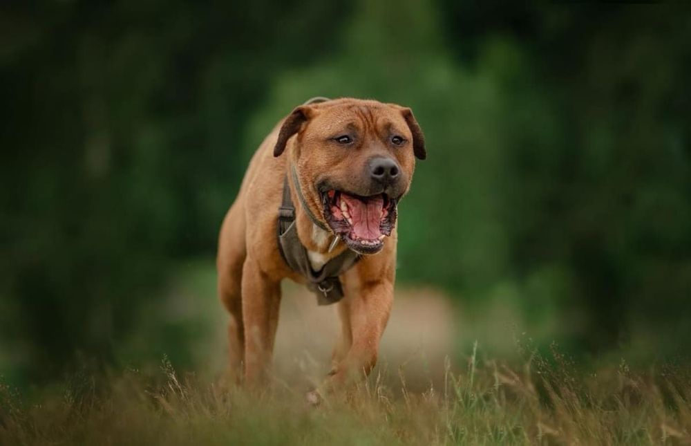 Pitbull. Amstaff. Clyde szuka domu. Adopcja. Pies do adopcji