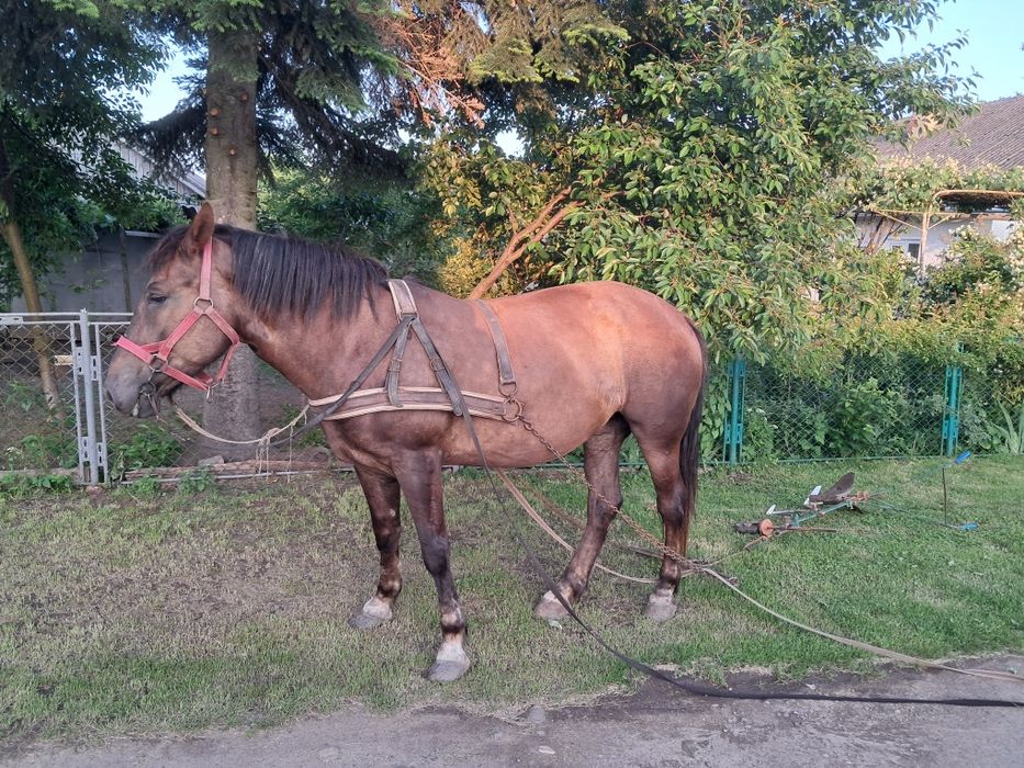 Продається добра молода кобила