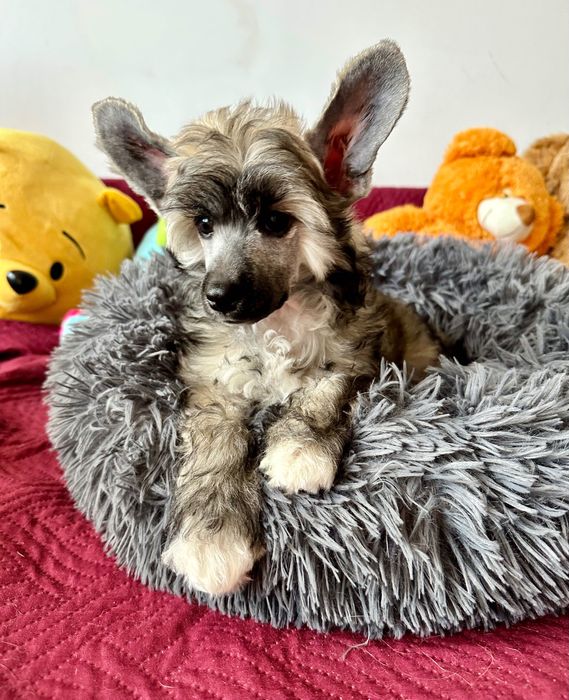 Długowłosa suczka chiński grzywacz ZKwP FCI