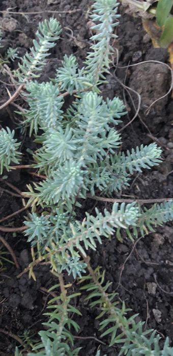 пропоную очитки та інші грунтопокривні рослини для камянистих садів