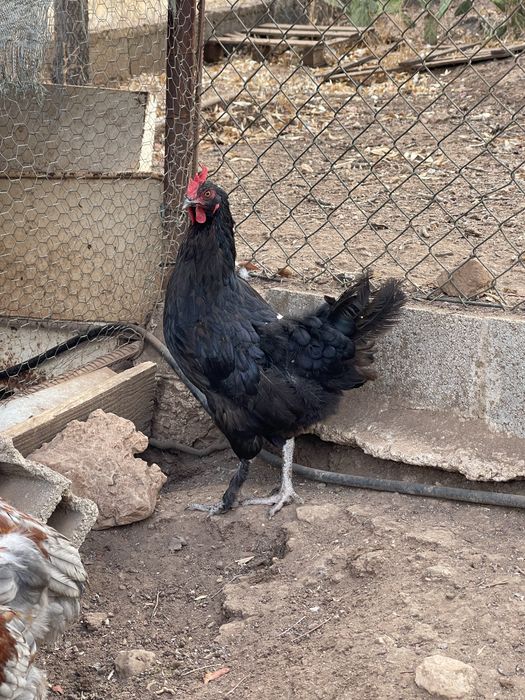 Galinhas marans adultas