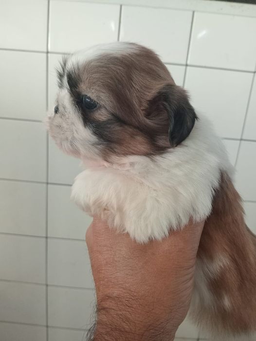 Shih tzu shihtzu fêmea