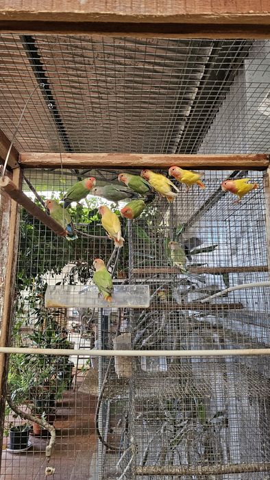 Agapornis roseicolis