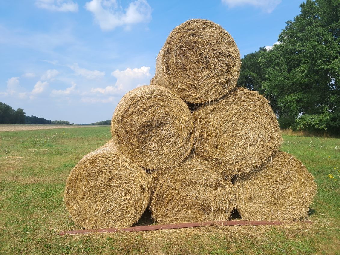 Bele słomy z pszenżyta