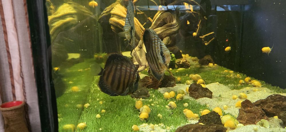 Discus F1 para venda
