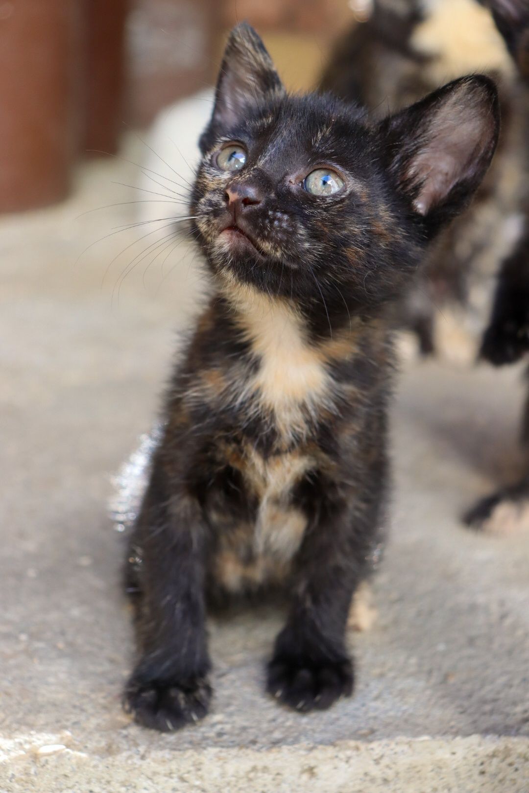 Gatos com 5 semanas para adoção