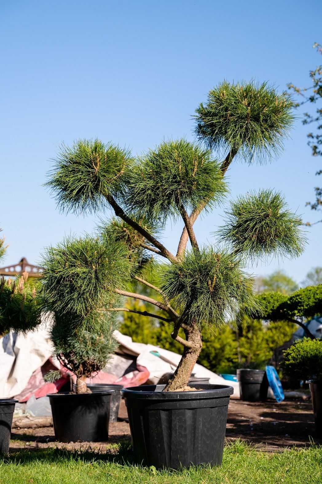 Bonsai, Jałowce strzyżone - piękne okazy