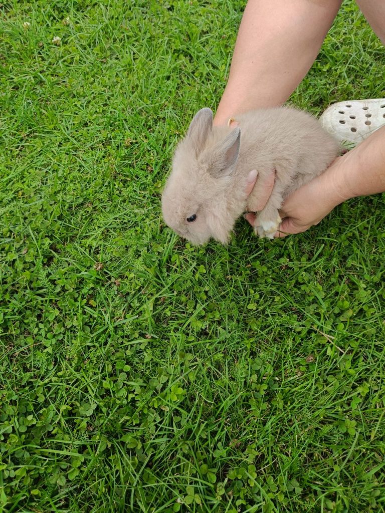 Króliki młode miniaturki