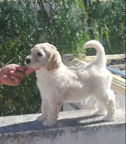Caniche GIGANTE Poodle Branco disponível