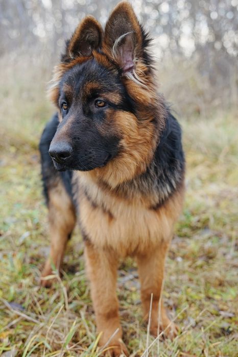 7-miesieczny Takos szuka domu