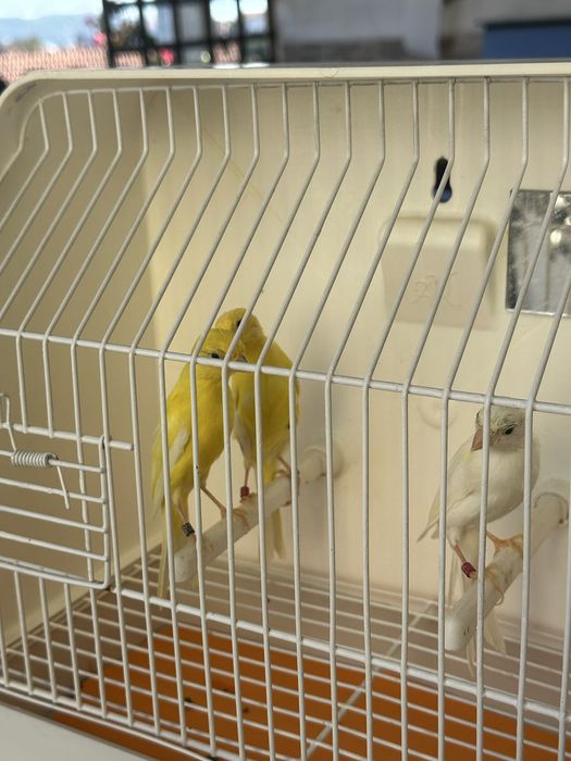 Canarios hoso japones