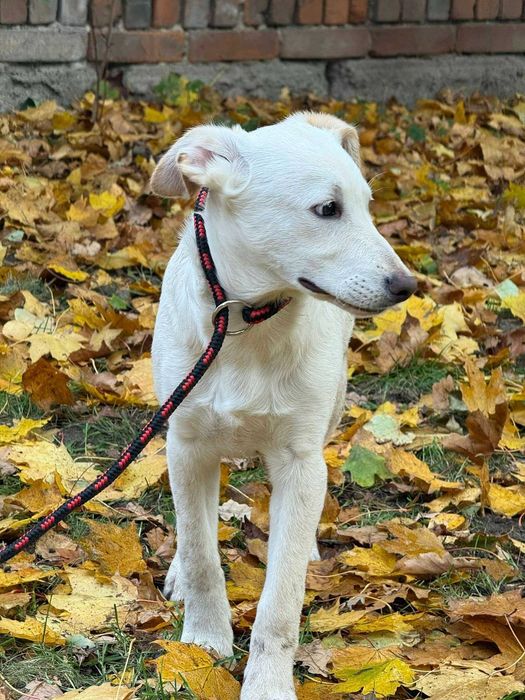 Młody biszkoptowy psiak do pokochania