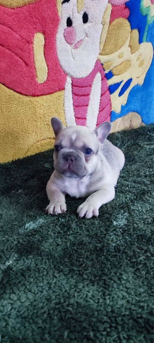 Bulldog francês macho lilac fawn