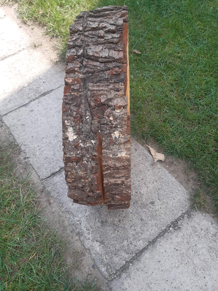 Plaster krążek drewna Olcha 42x11