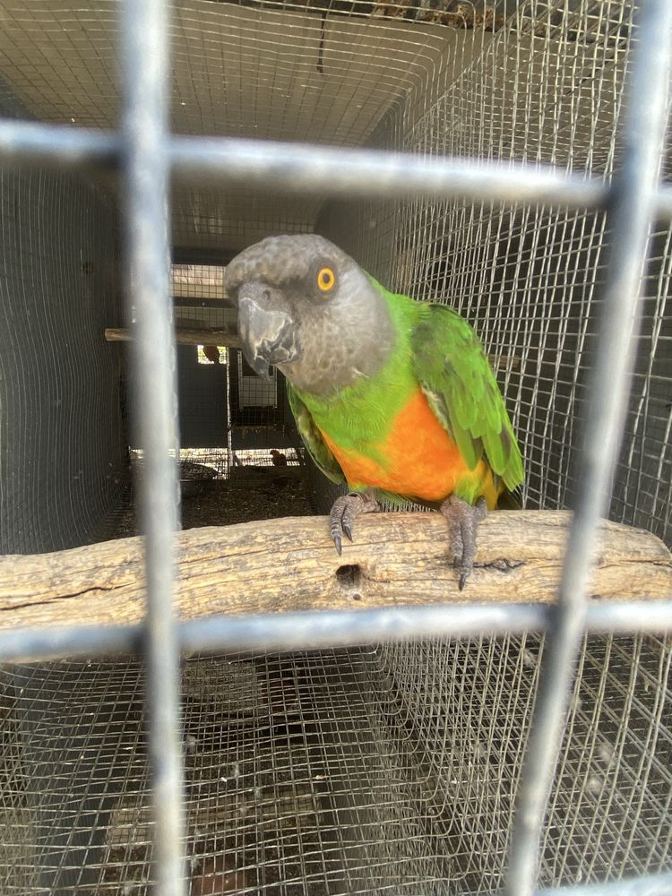 Papagaio senegal