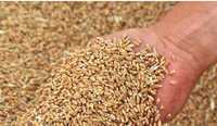 Пшениця фуражна на корм тваринам