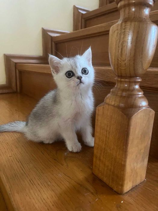 Блакитноока срібна красуня британка