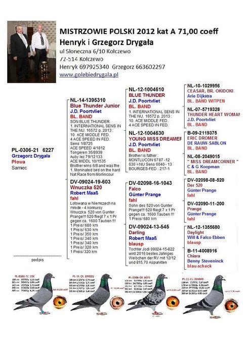 gołębie pocztowe - samiec - Transport Gratis