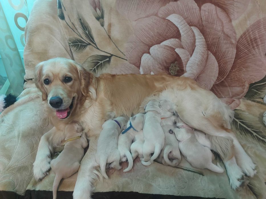 Продам щенков золотистого ретривера