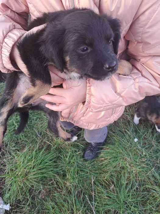 Sliczne szczeniaki szczeniak piesek oddam