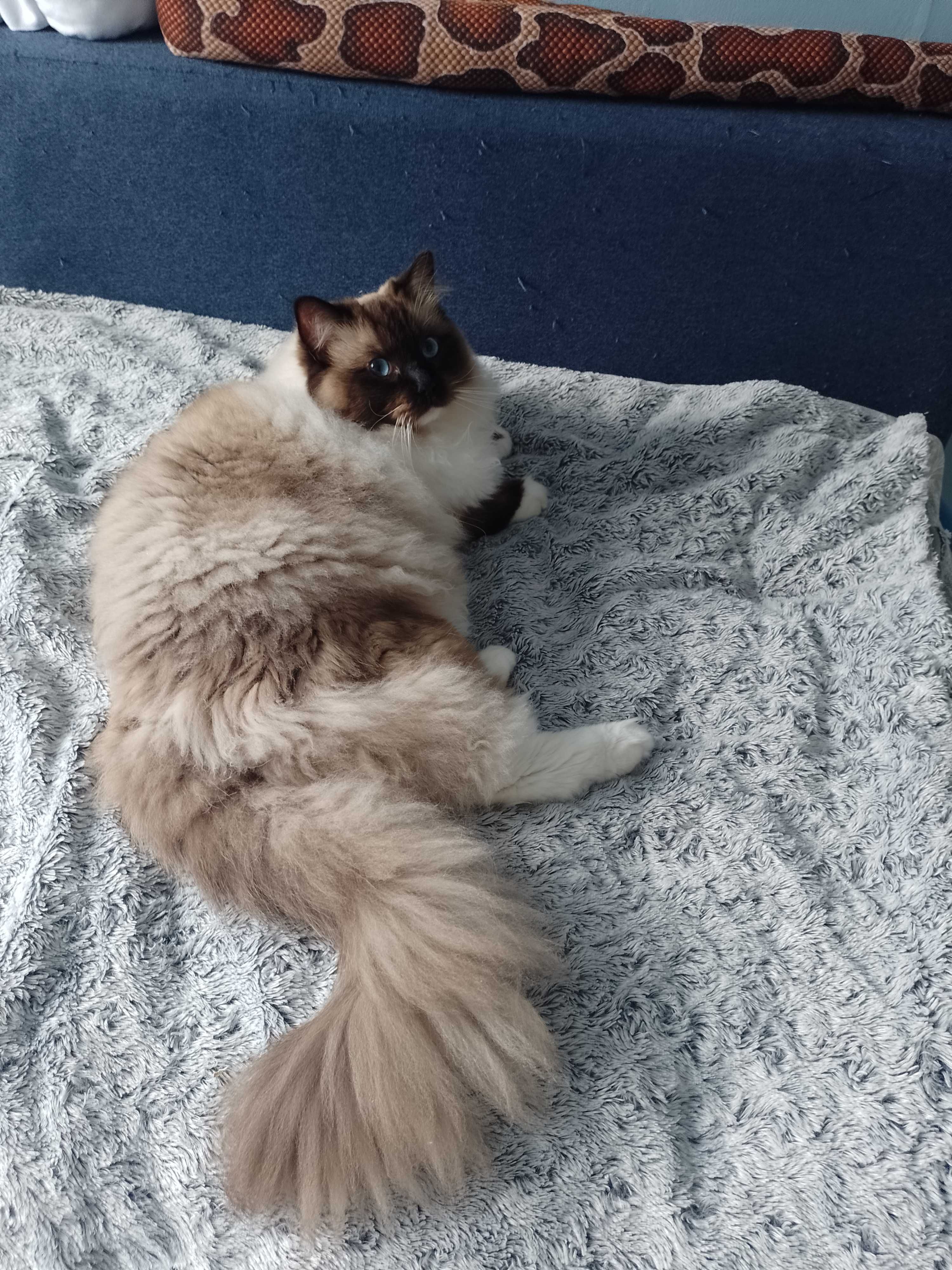 Roczny Ragdool, kocurek seal mitted