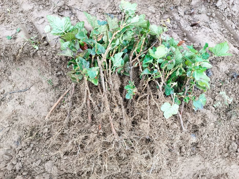 Sadzonka czarnej porzeczki KOŃCOWKA ODSORT