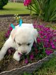 Labrador Retriever szczeniak maści biszkoptowej