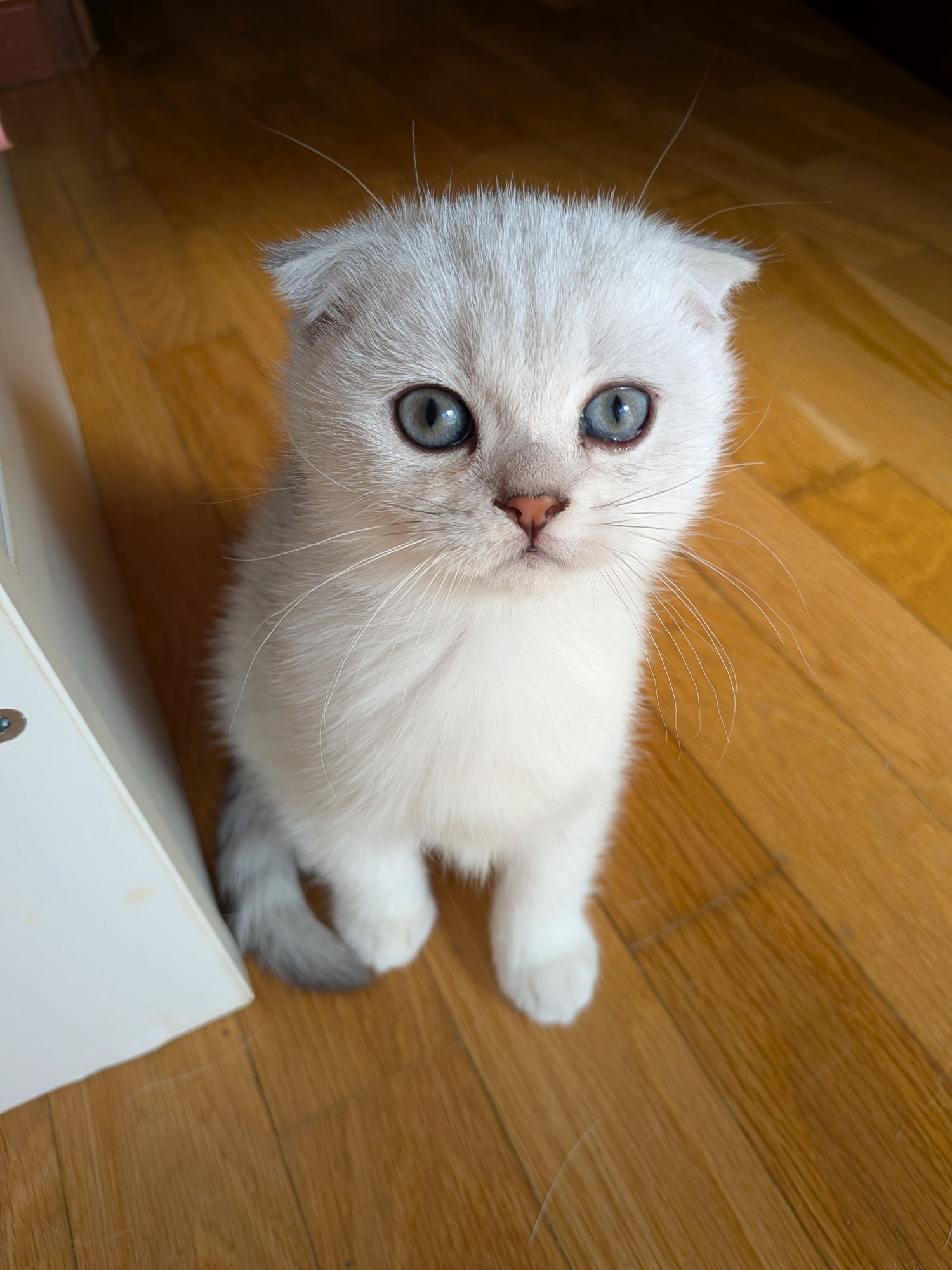 Gatinho Scotiish Fold